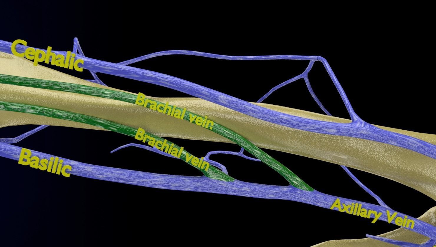 Venous drainage upper limb- vein 3D model_24