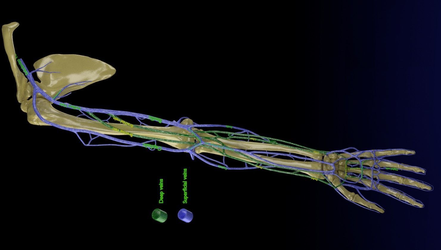 Venous drainage upper limb- vein 3D model_9