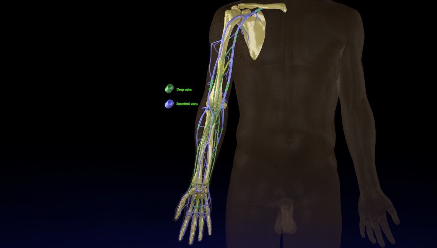 Venous drainage upper limb- vein 3D model_14