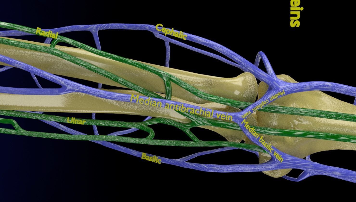 Venous drainage upper limb- vein 3D model_21