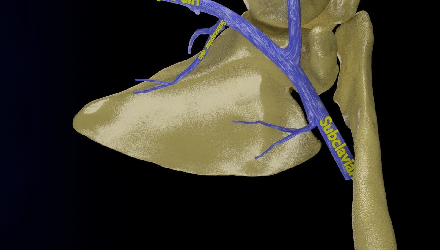 Venous drainage upper limb- vein 3D model_5