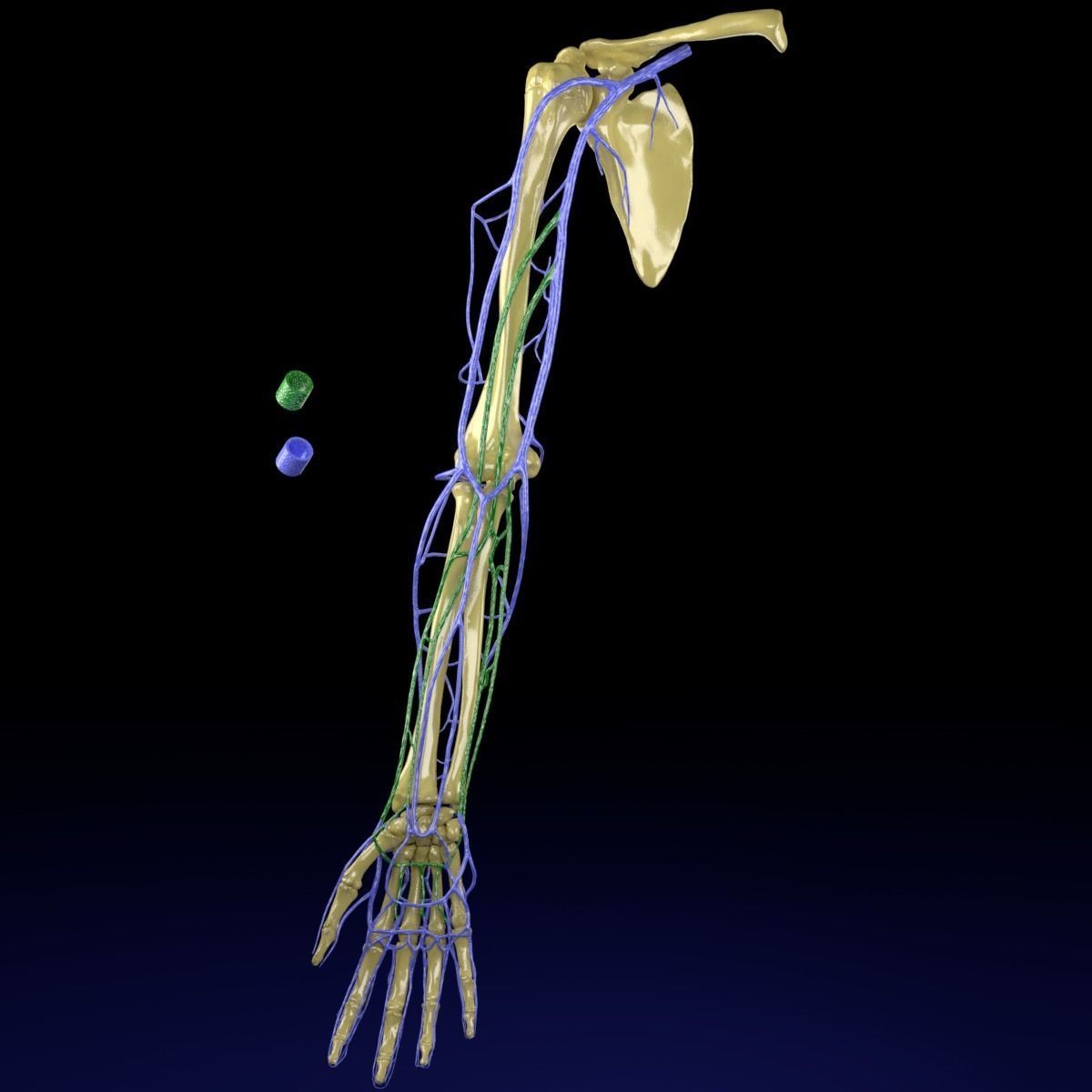 Venous drainage upper limb- vein 3D model_2