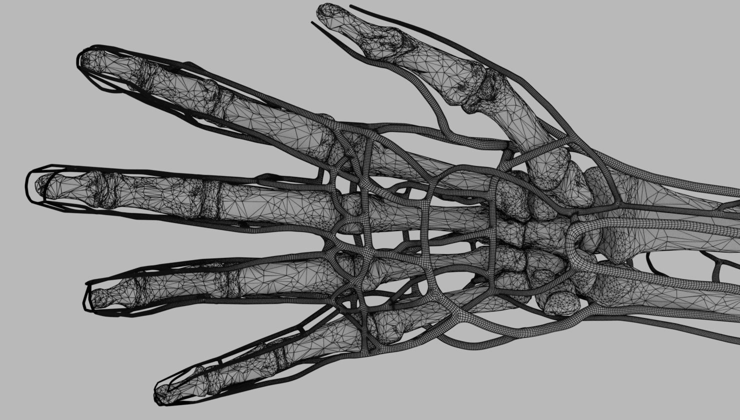 Venous drainage upper limb- vein 3D model_35