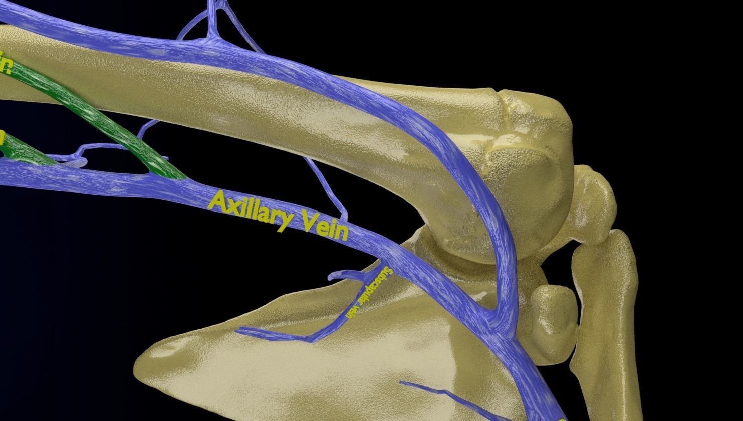 Venous drainage upper limb- vein 3D model_22