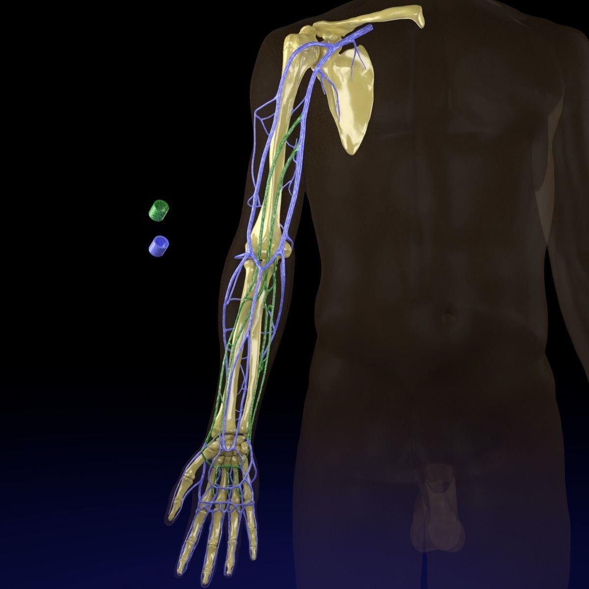 Venous drainage upper limb- vein 3D model_25