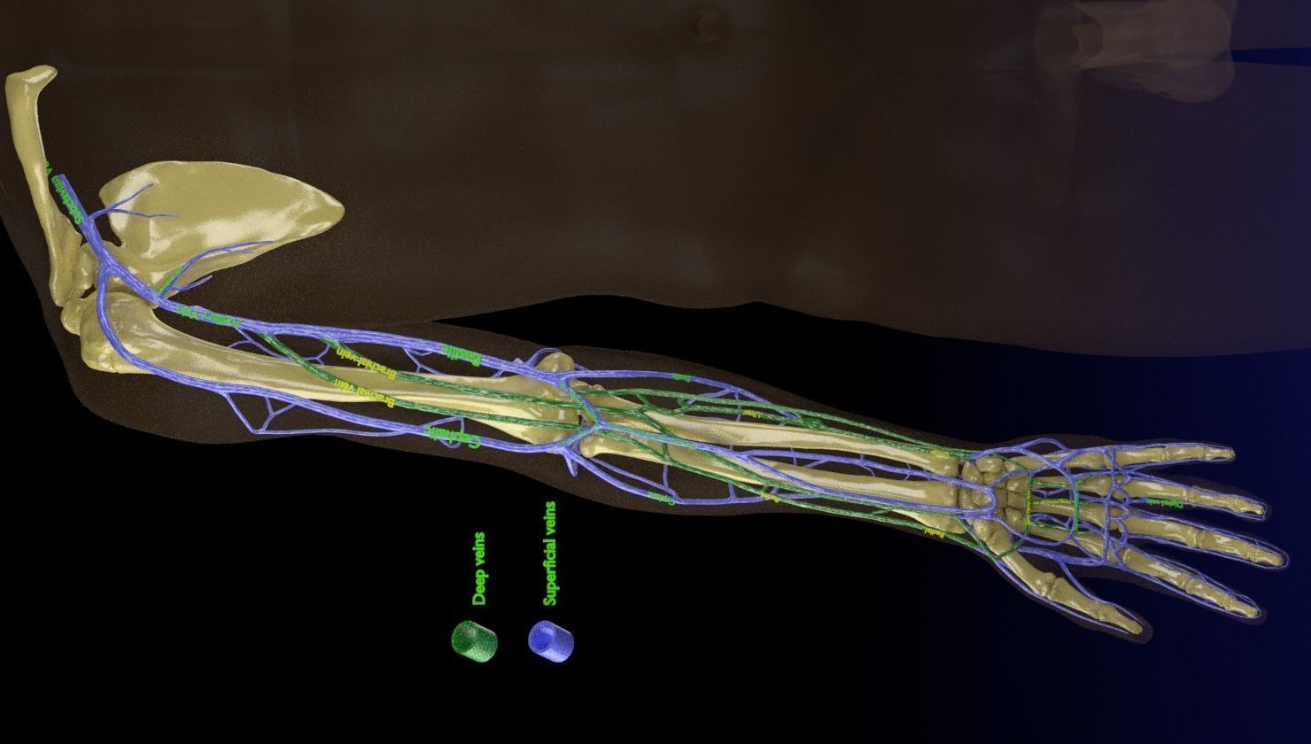 Venous drainage upper limb- vein 3D model_11
