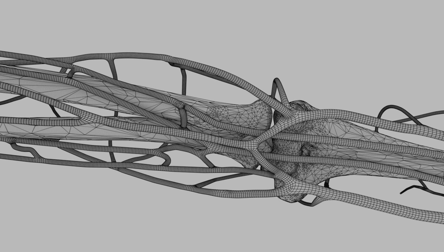 Venous drainage upper limb- vein 3D model_36