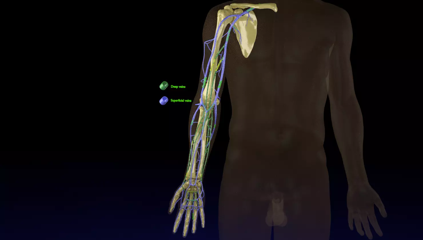 Venous drainage upper limb- vein 3D model_0