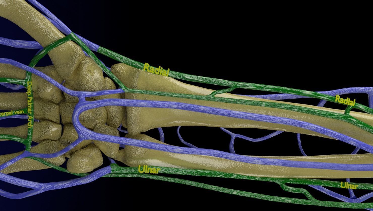 Venous drainage upper limb- vein 3D model_19