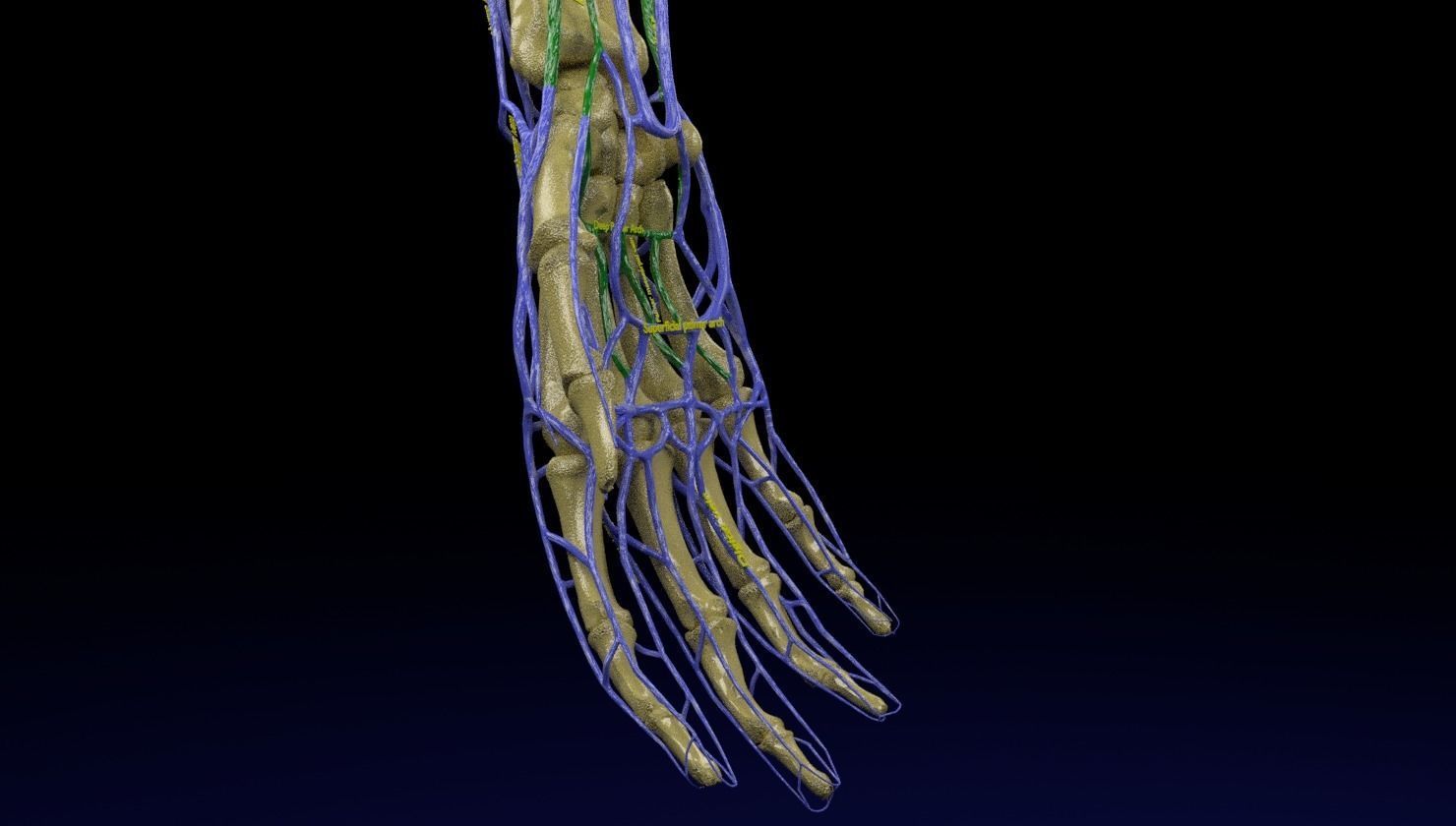 Venous drainage upper limb- vein 3D model_26