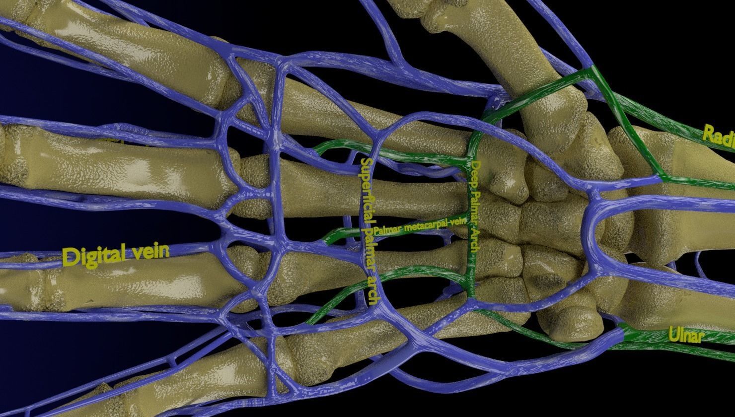 Venous drainage upper limb- vein 3D model_16