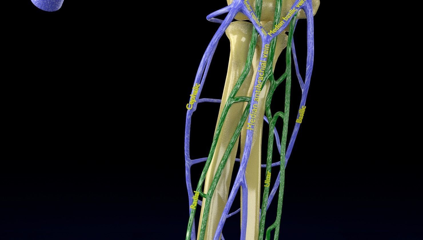 Venous drainage upper limb- vein 3D model_28