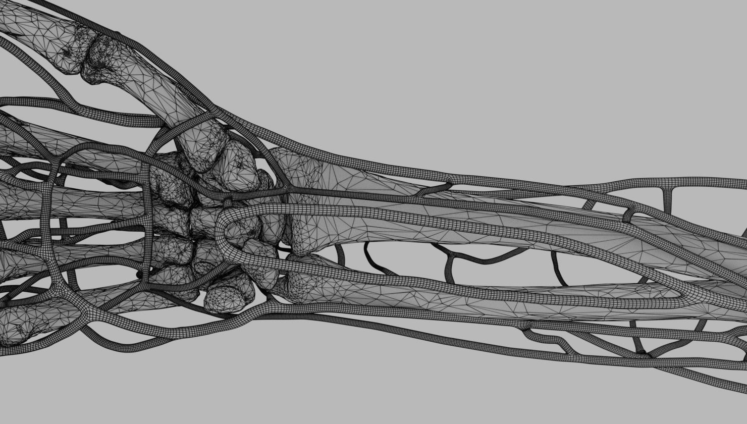 Venous drainage upper limb- vein 3D model_29