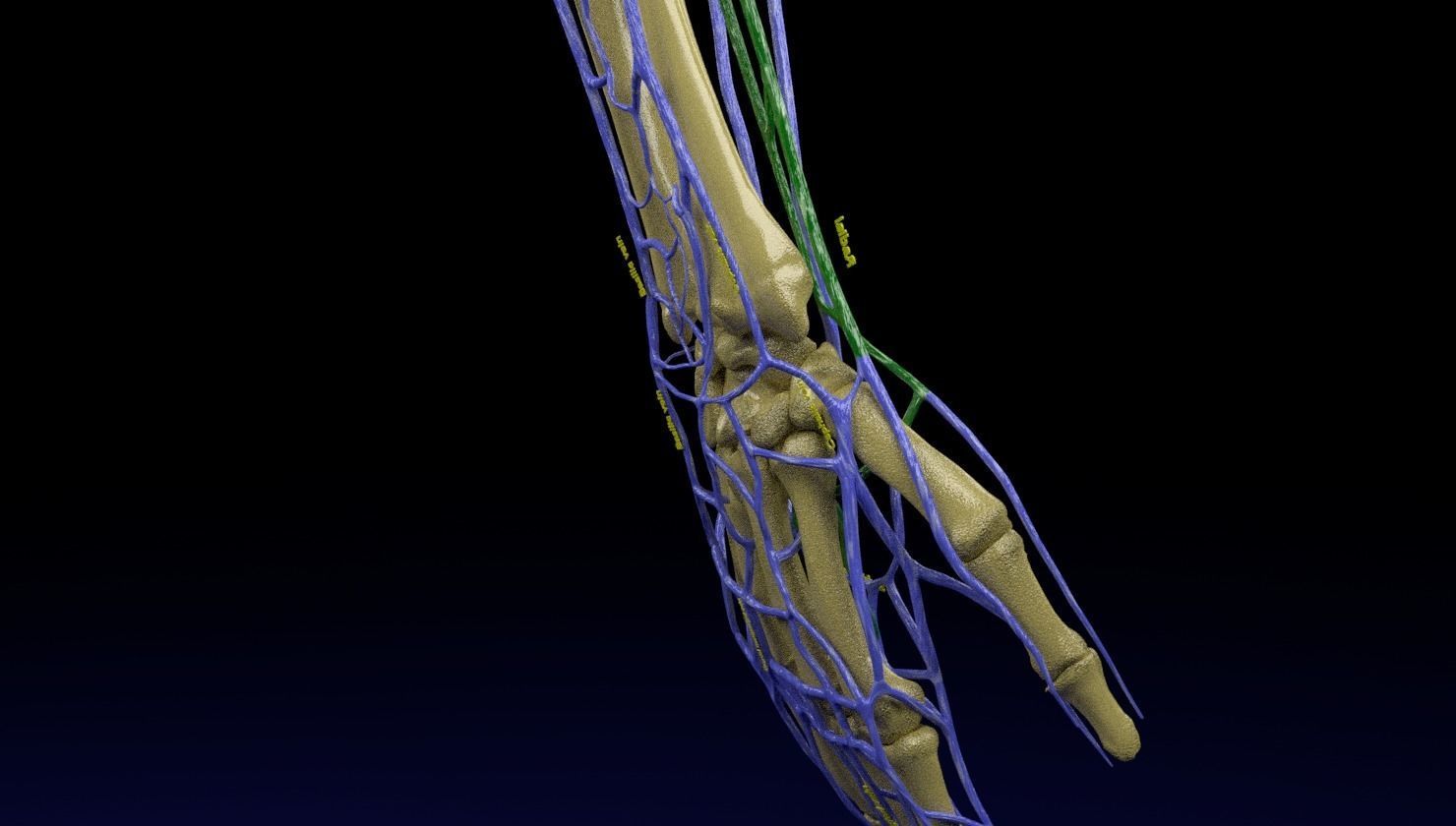 Venous drainage upper limb- vein 3D model_27