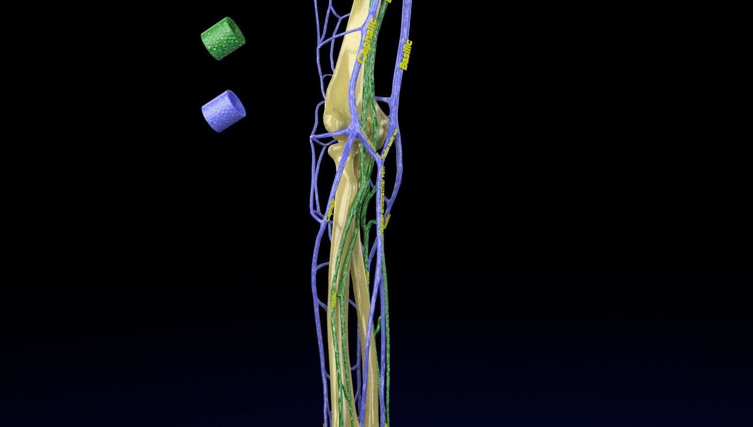 Venous drainage upper limb- vein 3D model_7