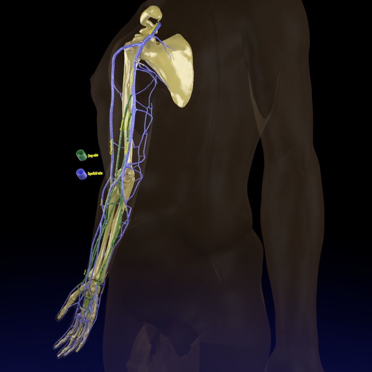 Venous drainage upper limb- vein 3D model_10