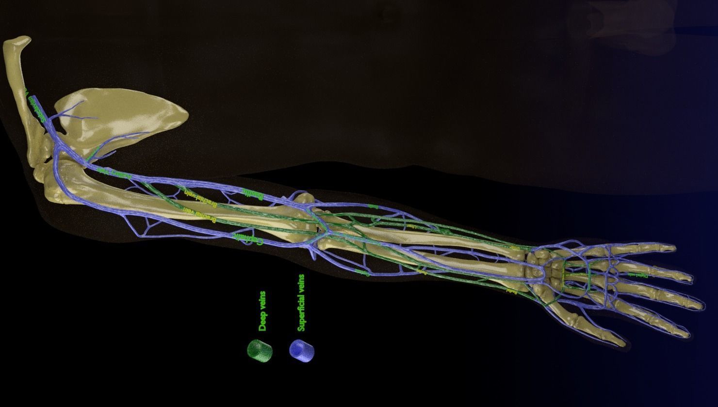 Venous drainage upper limb- vein 3D model_4