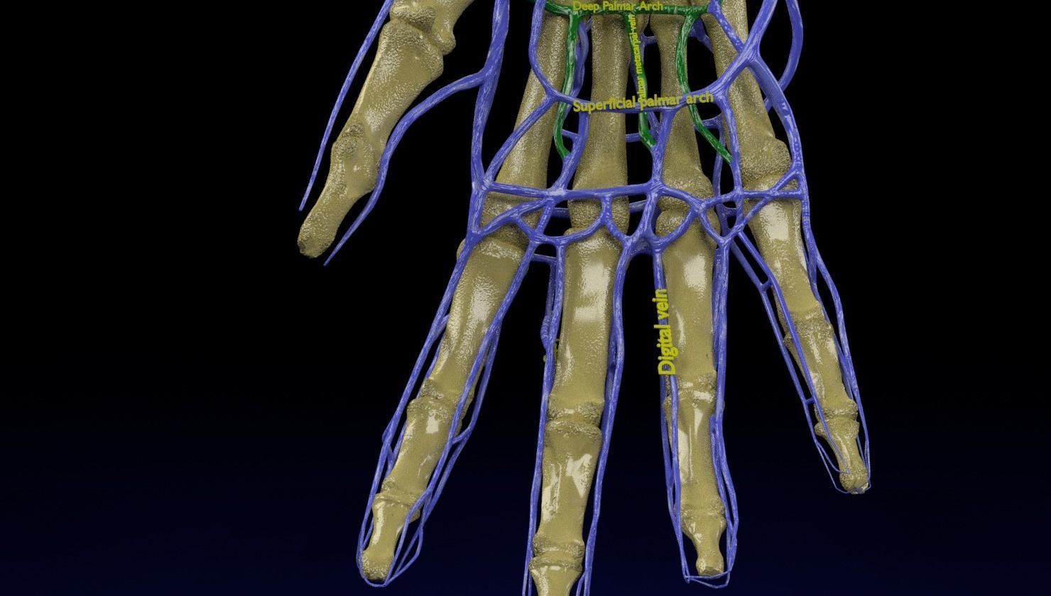 Venous drainage upper limb- vein 3D model_17