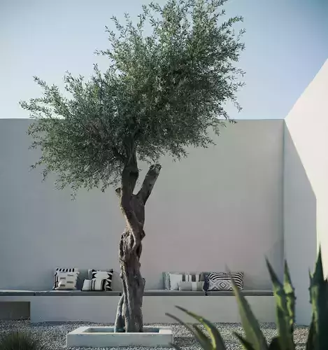 Olive Tree 3D model