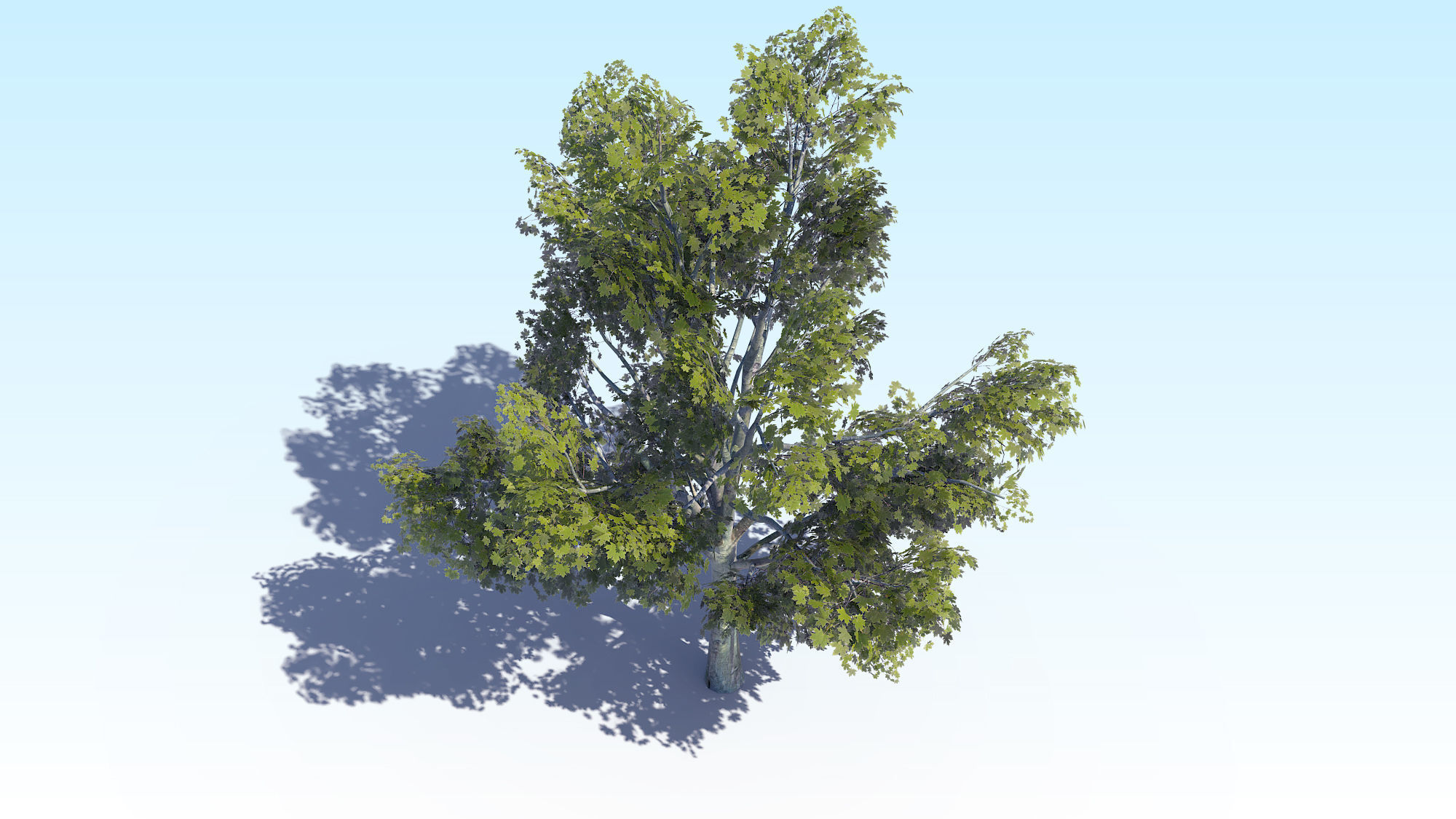 Maple Acer Tree 03 ArchViz 3D model_11