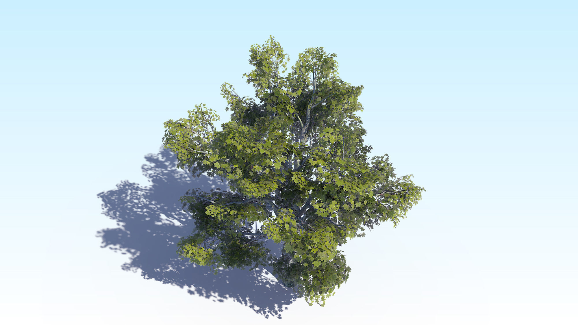 Maple Acer Tree 03 ArchViz 3D model_8