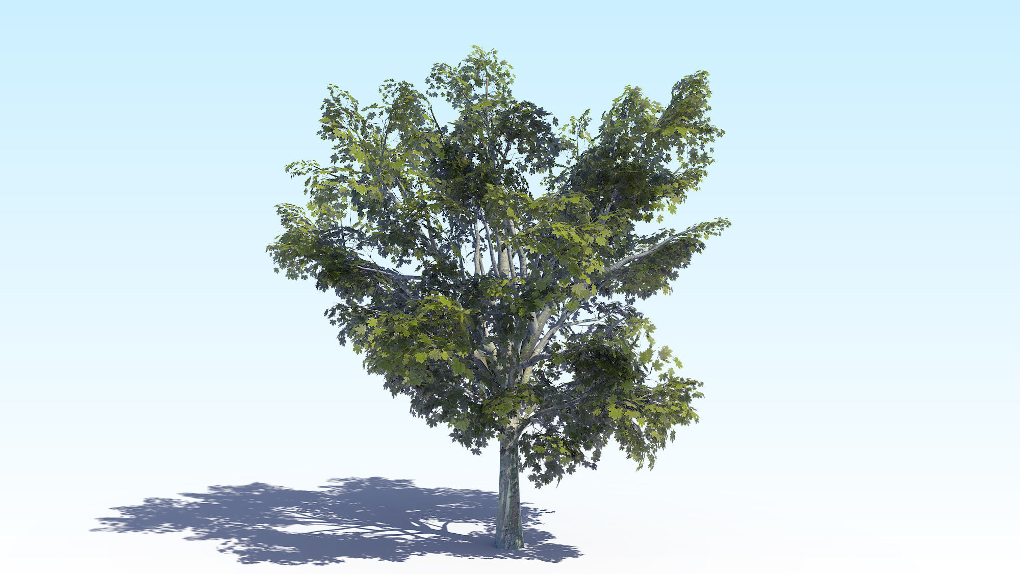Maple Acer Tree 03 ArchViz 3D model_6