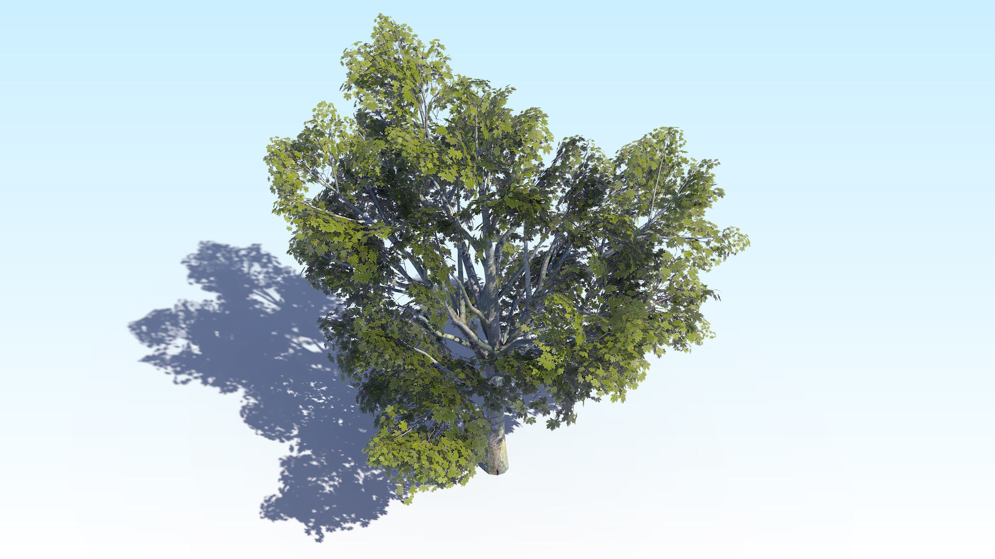 Maple Acer Tree 03 ArchViz 3D model_10