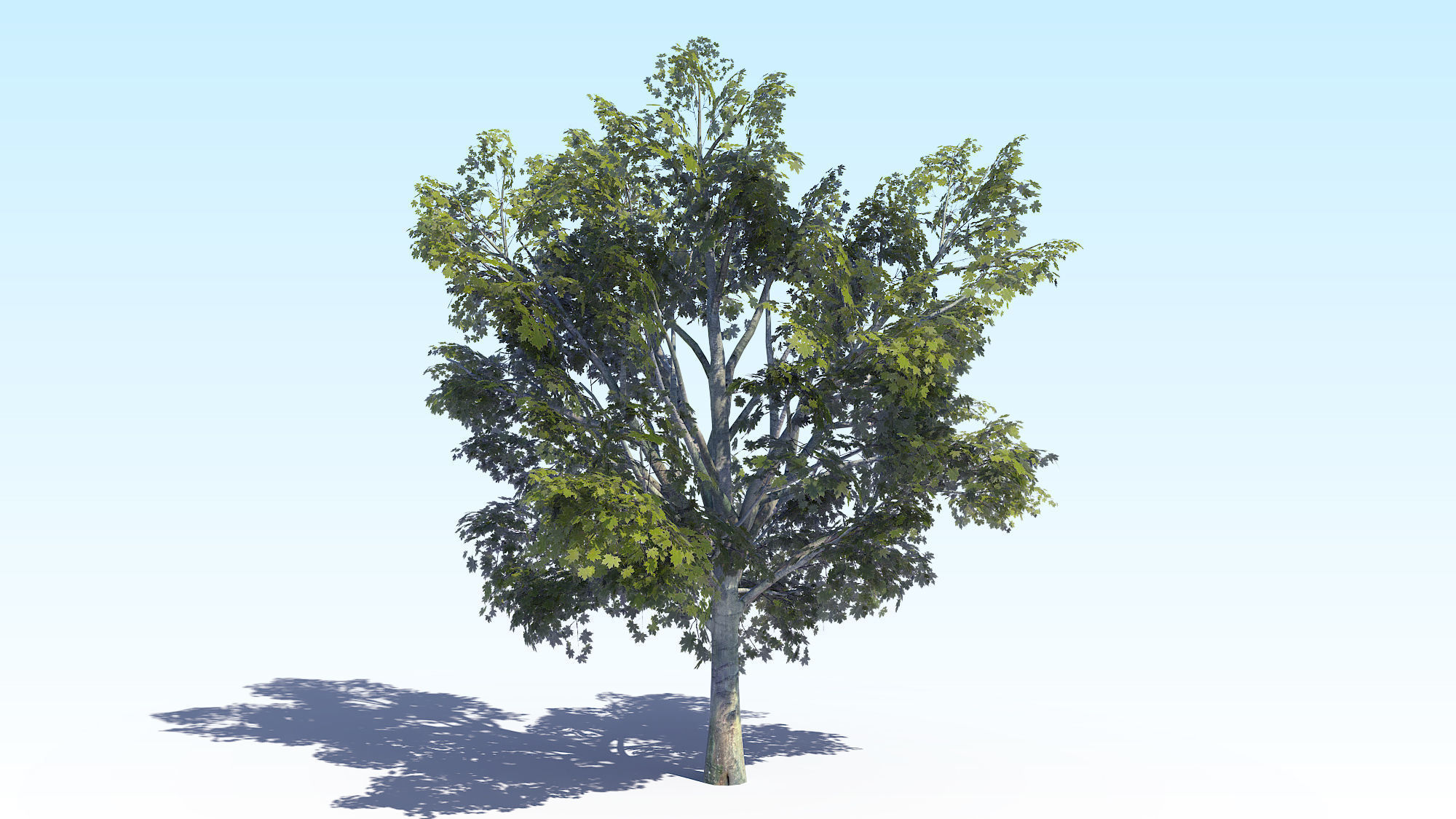 Maple Acer Tree 03 ArchViz 3D model_5