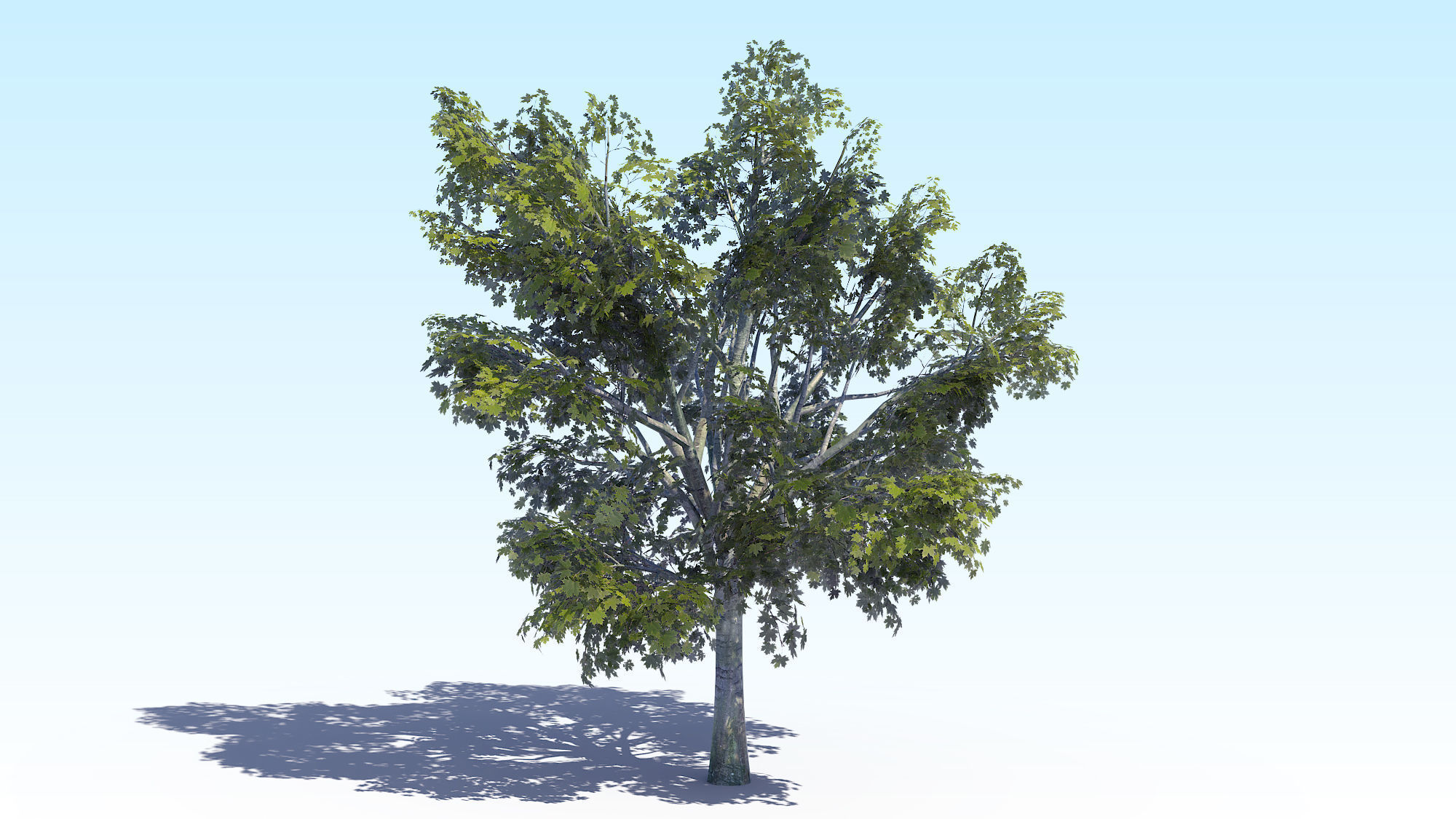 Maple Acer Tree 03 ArchViz 3D model_4
