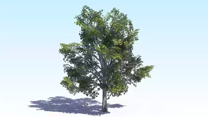 Maple Acer Tree 03 ArchViz 3D model