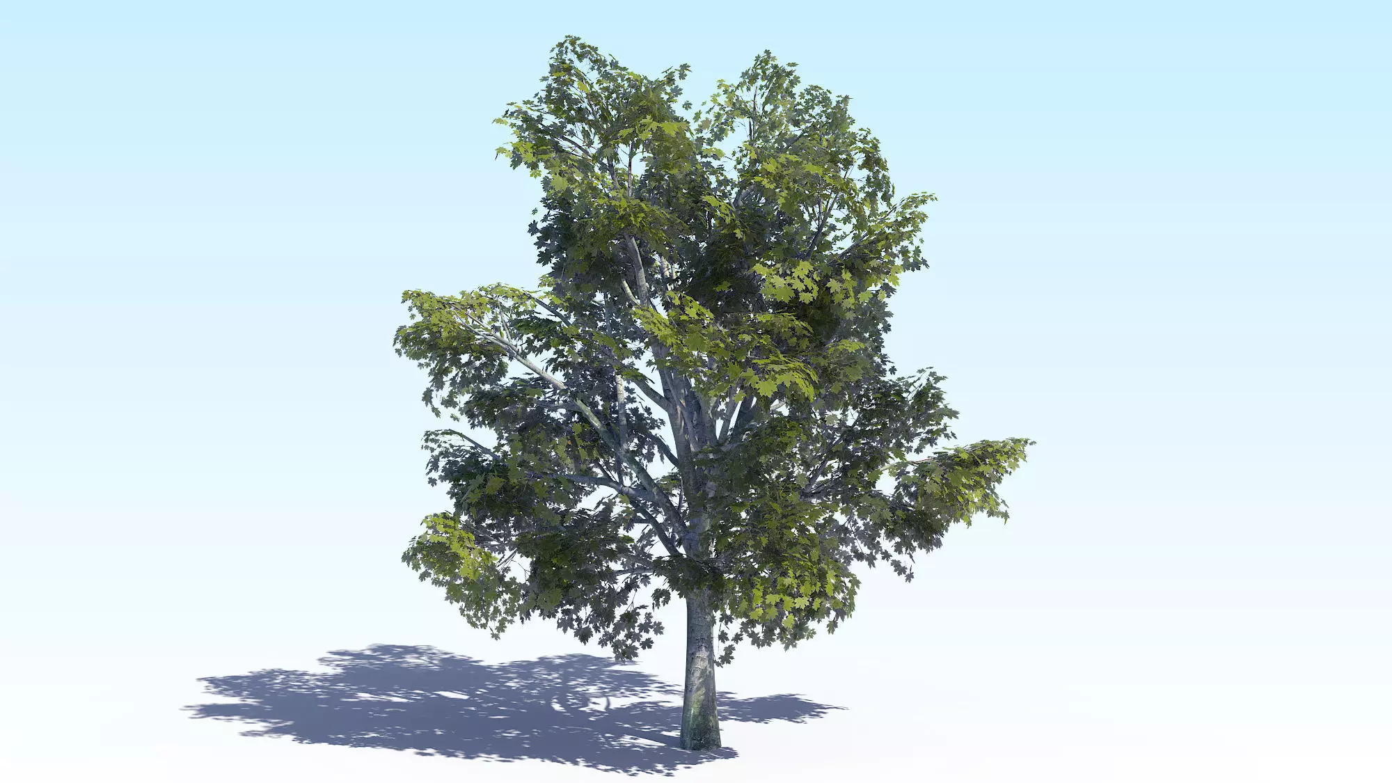 Maple Acer Tree 03 ArchViz 3D model_0