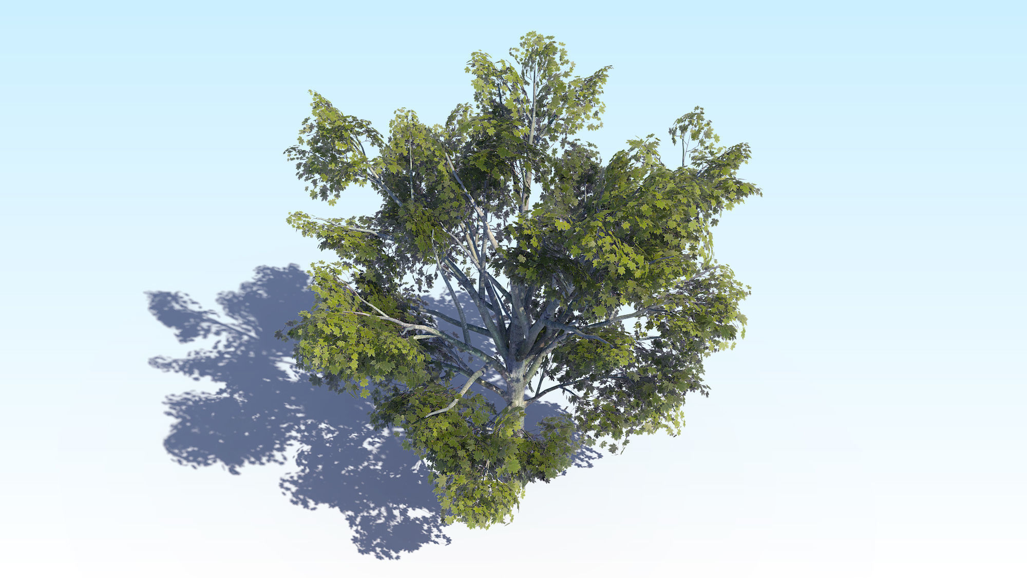 Maple Acer Tree 03 ArchViz 3D model_13