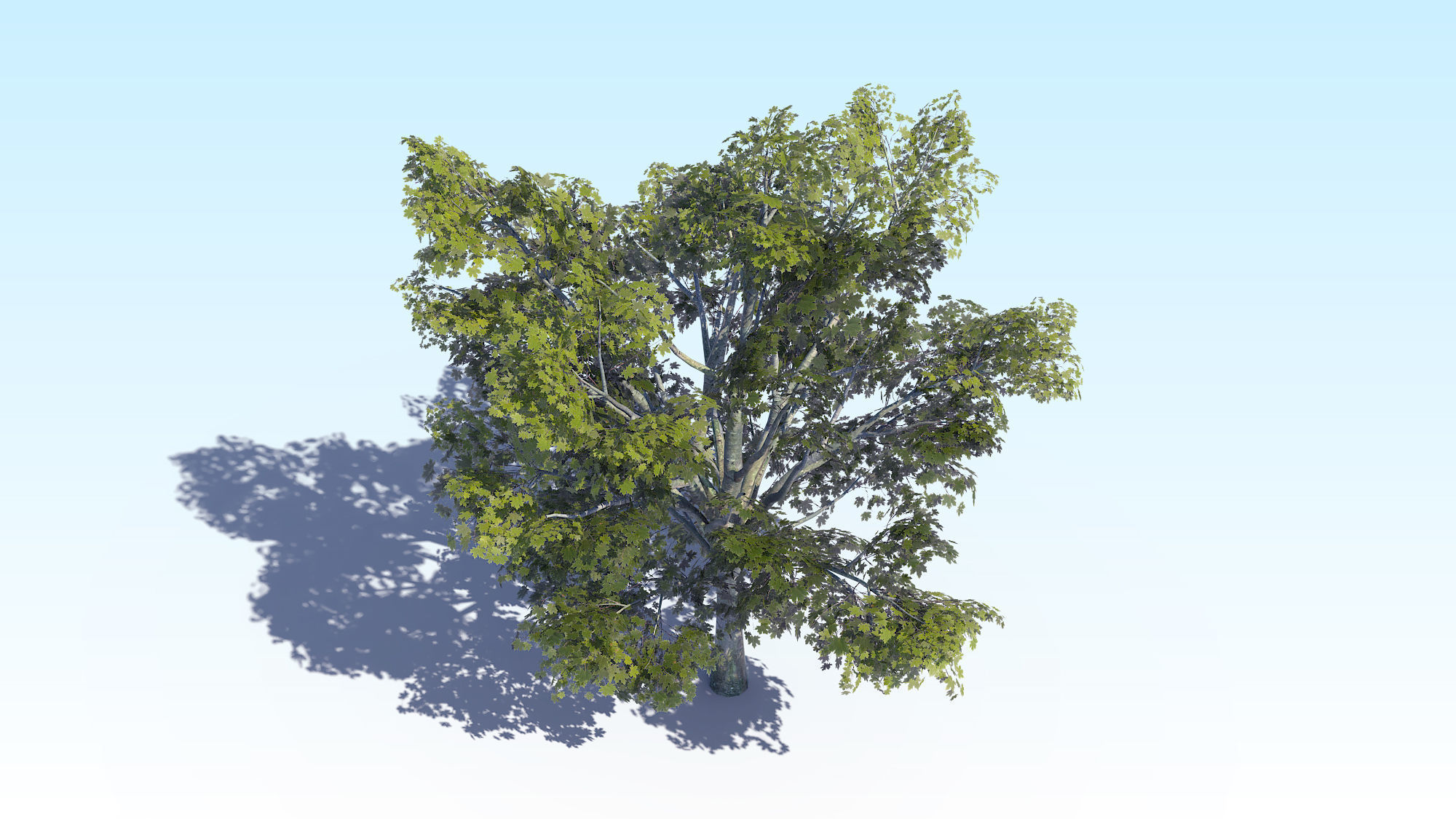Maple Acer Tree 03 ArchViz 3D model_9