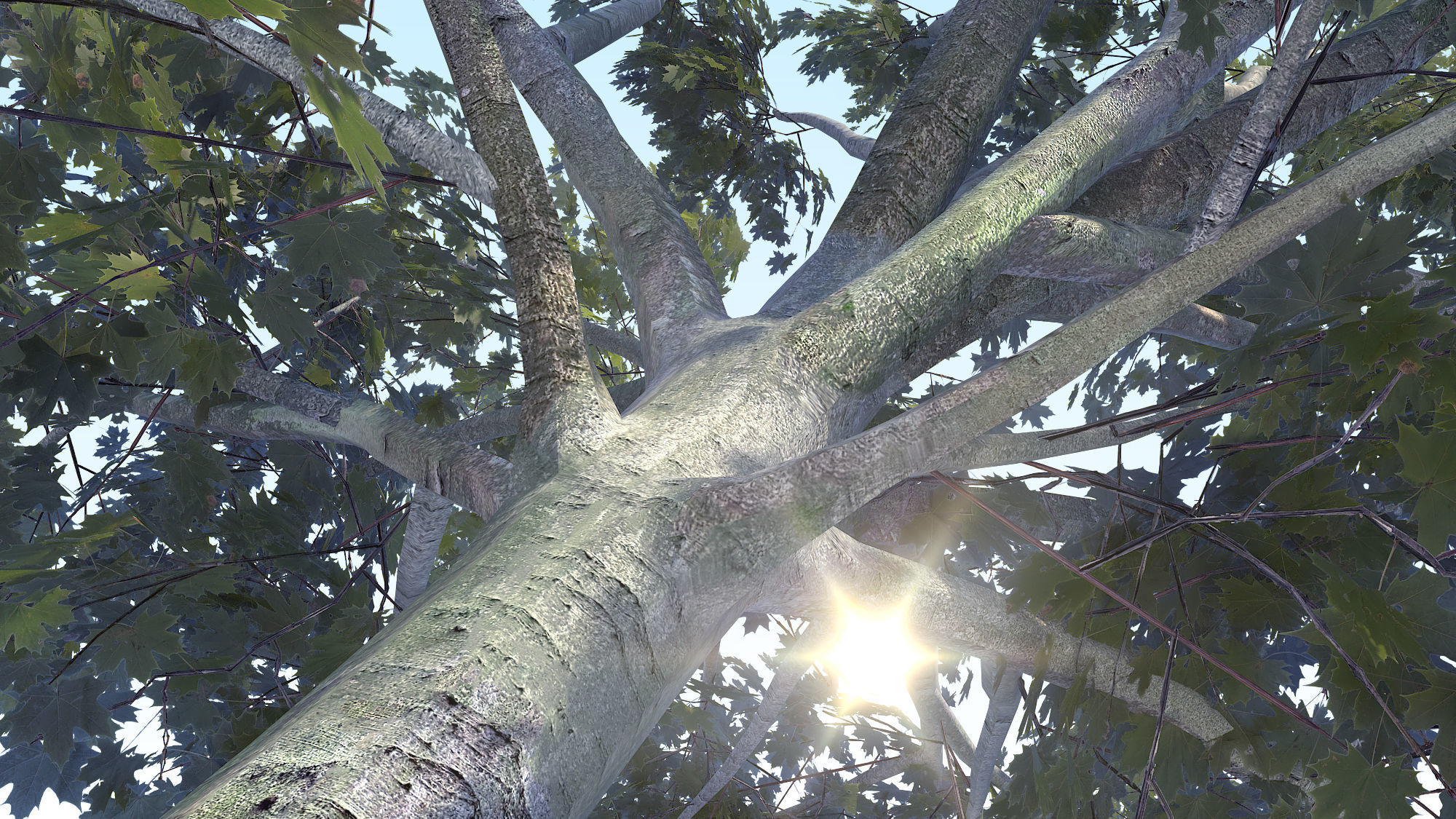 Maple Acer Tree 03 ArchViz 3D model_14