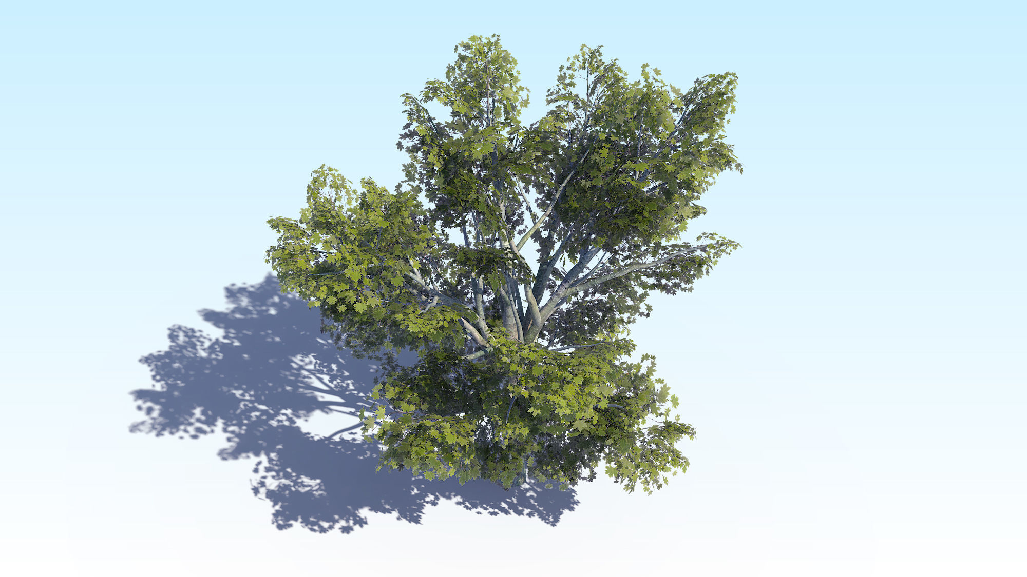 Maple Acer Tree 03 ArchViz 3D model_12