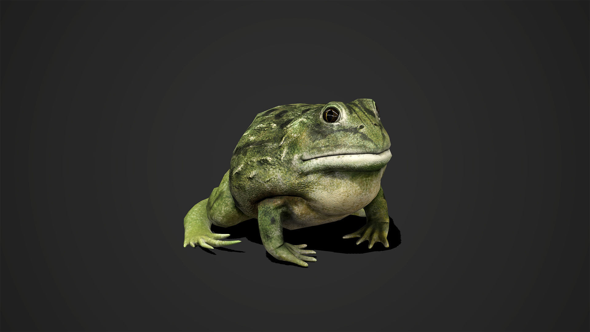 Pixie Frog - Game Ready Low-poly 3D model_3