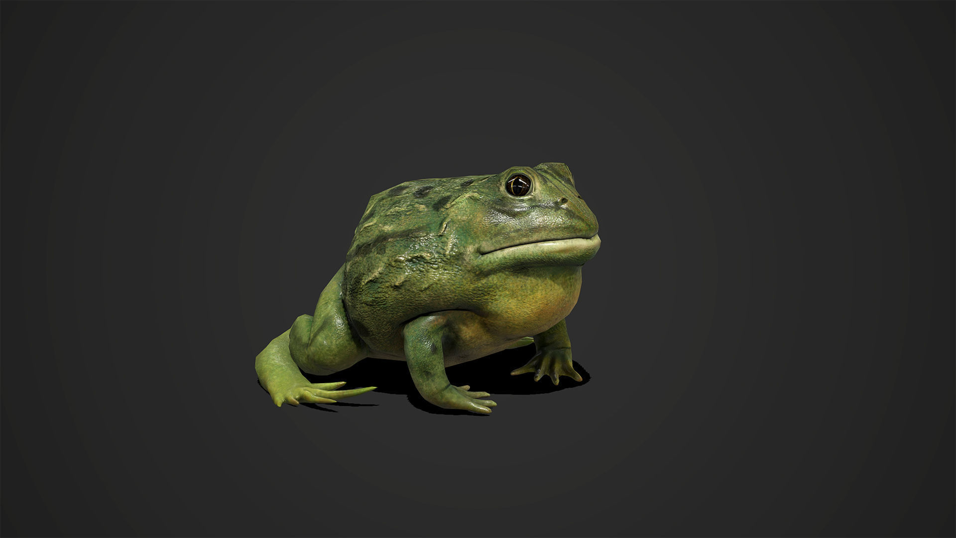 Pixie Frog - Game Ready Low-poly 3D model_7