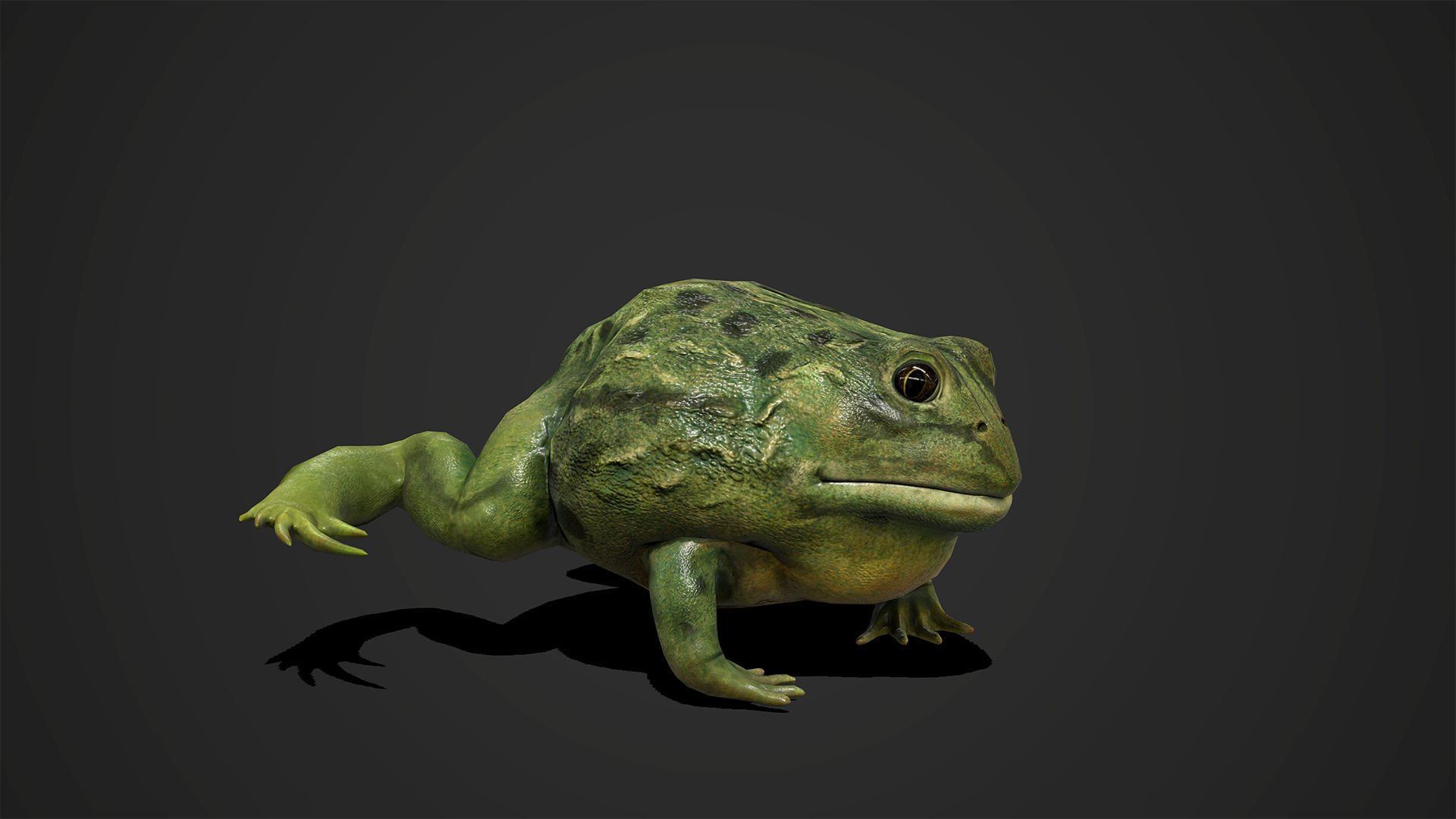 Pixie Frog - Game Ready Low-poly 3D model_10