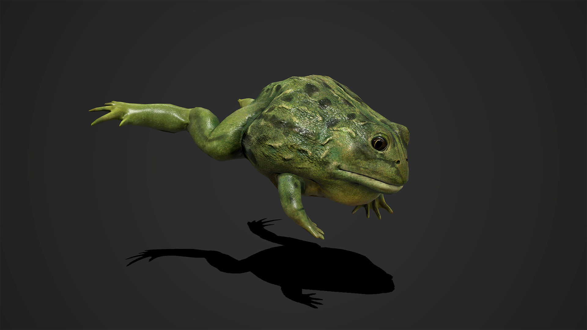 Pixie Frog - Game Ready Low-poly 3D model_11