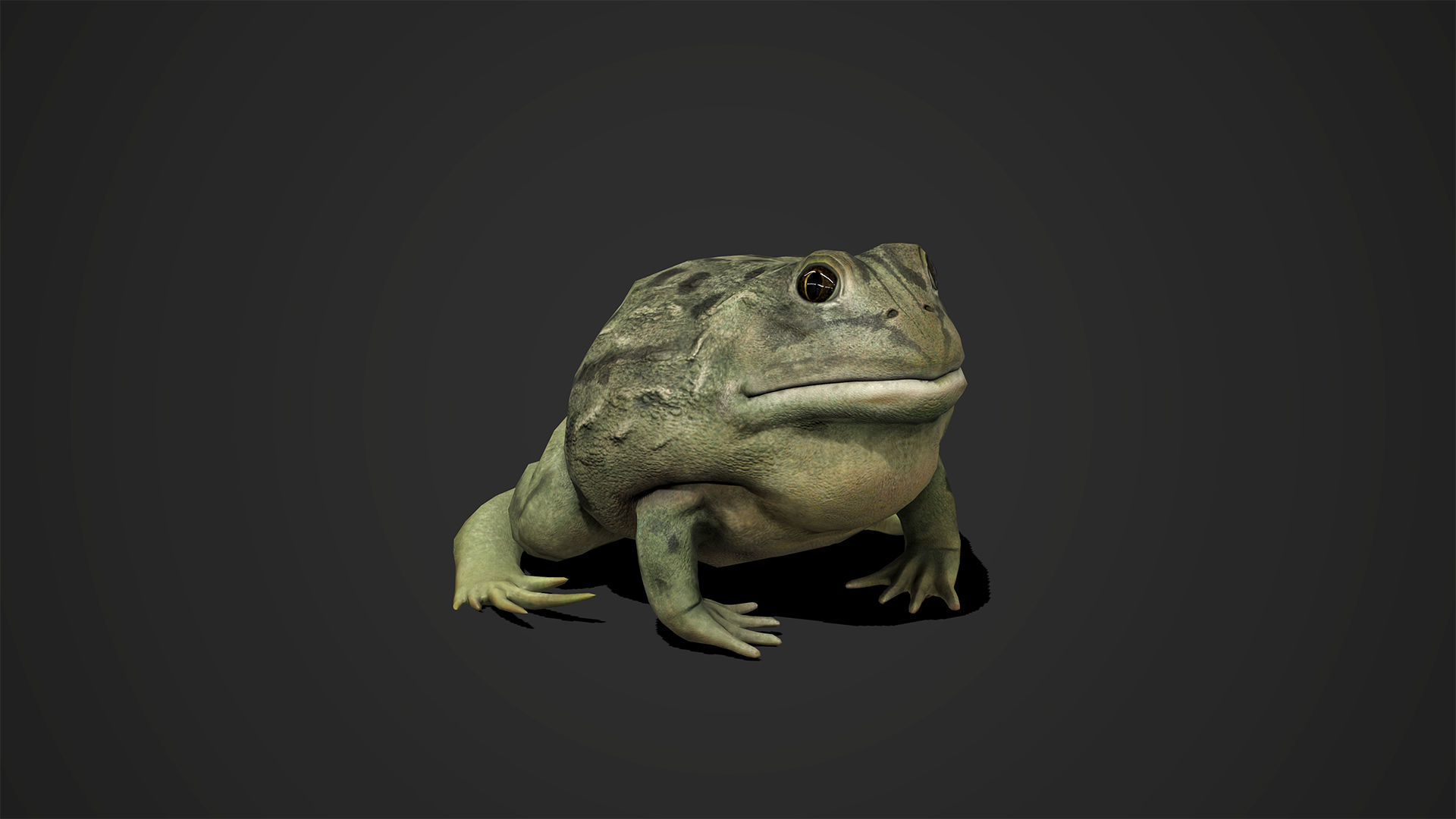Pixie Frog - Game Ready Low-poly 3D model_8