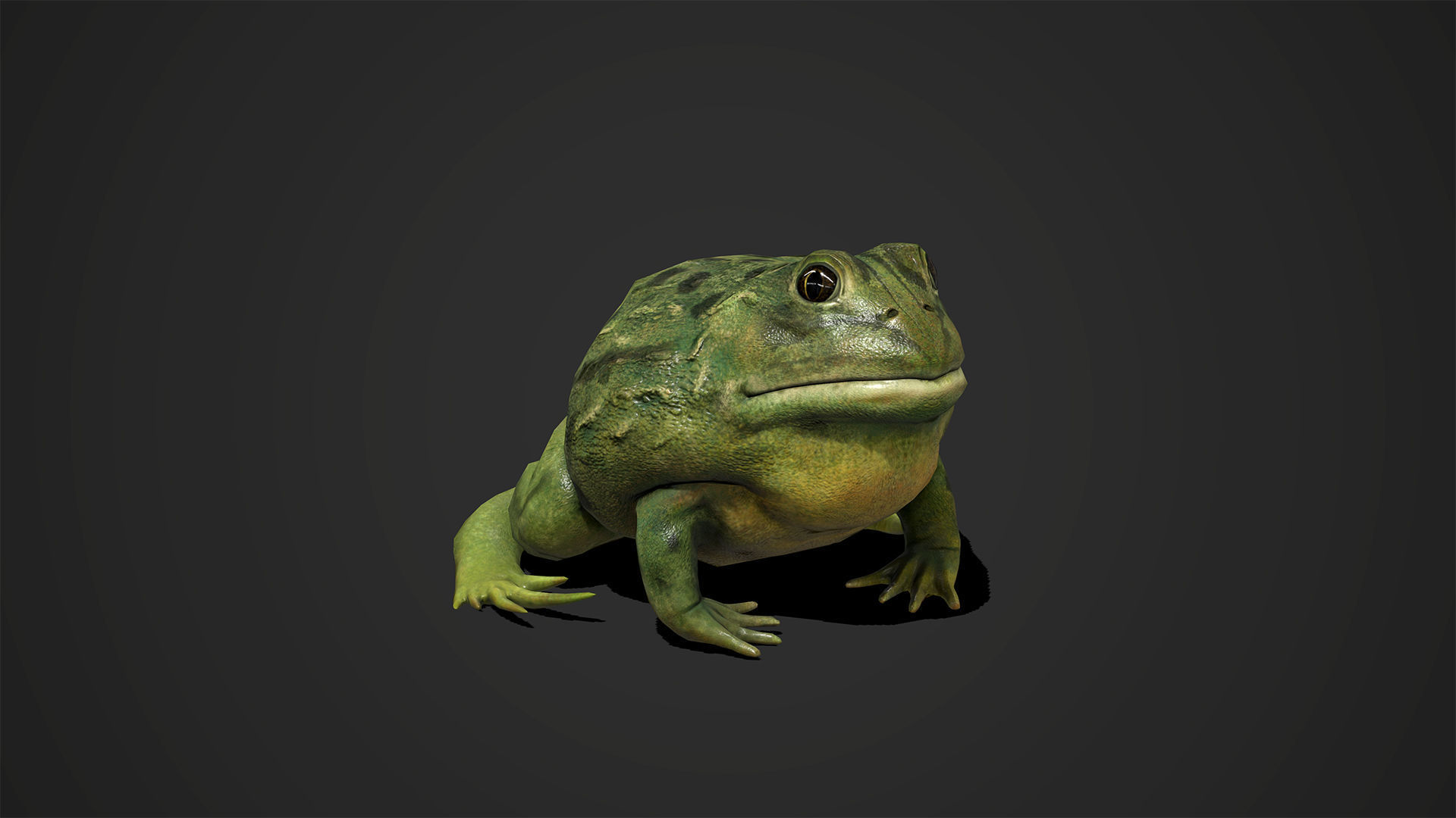 Pixie Frog - Game Ready Low-poly 3D model_9