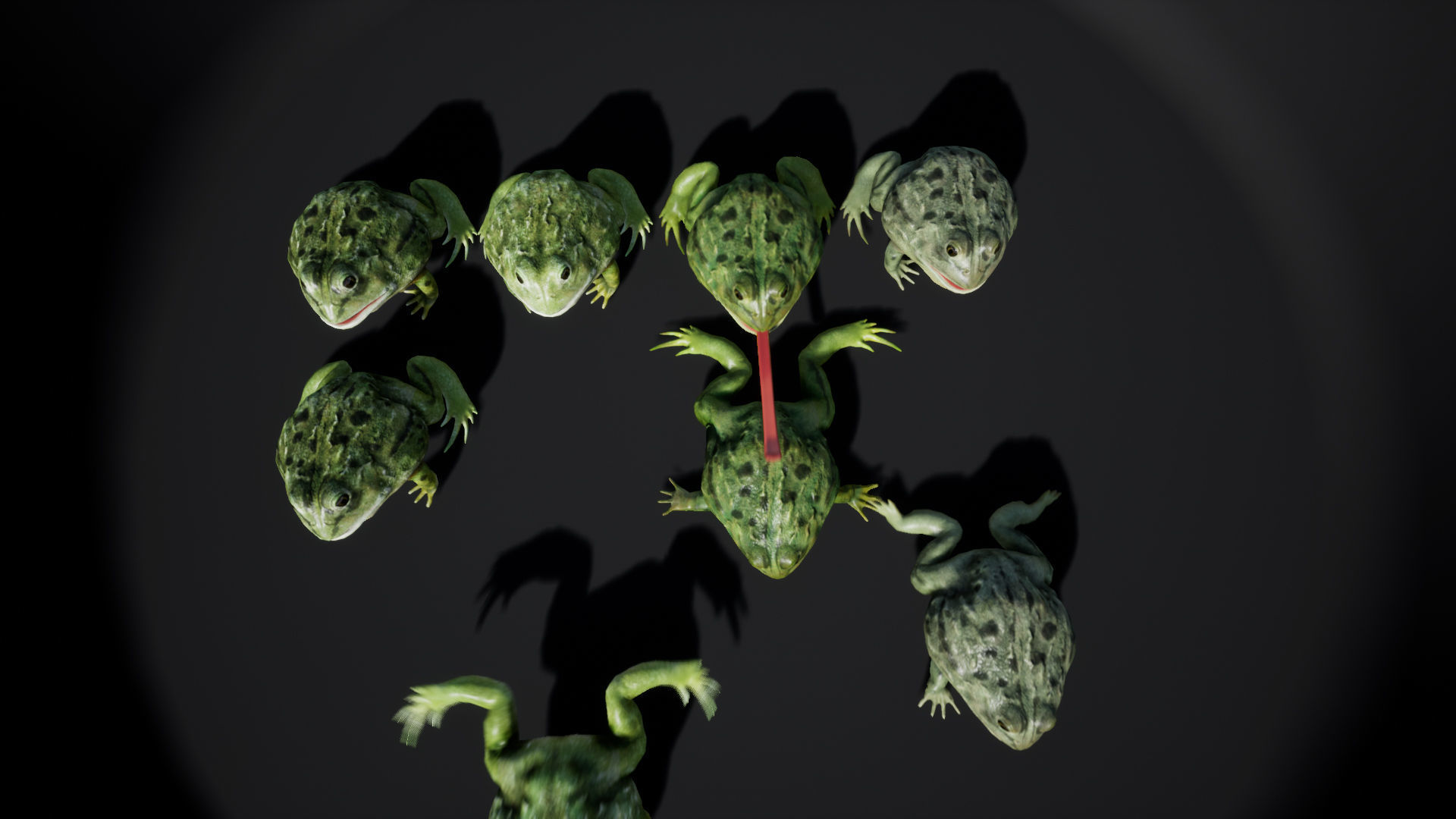 Pixie Frog - Game Ready Low-poly 3D model_12