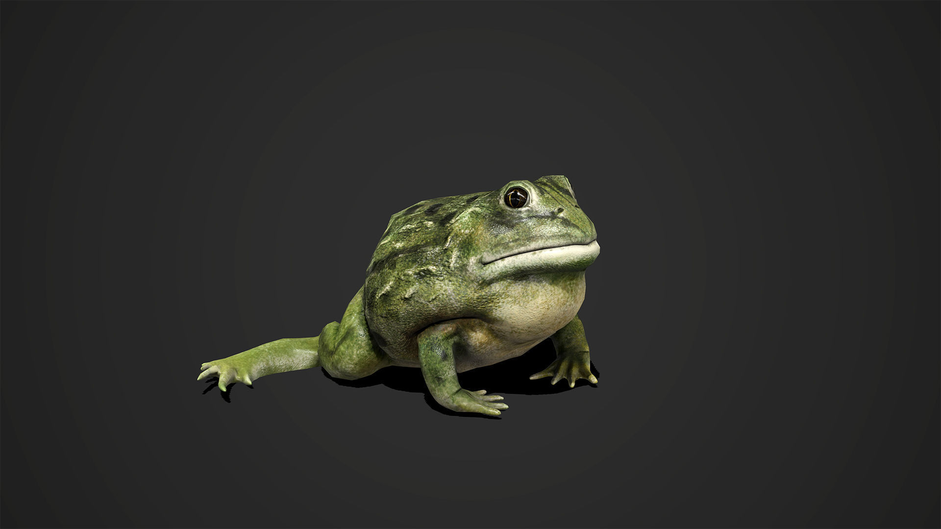 Pixie Frog - Game Ready Low-poly 3D model_6