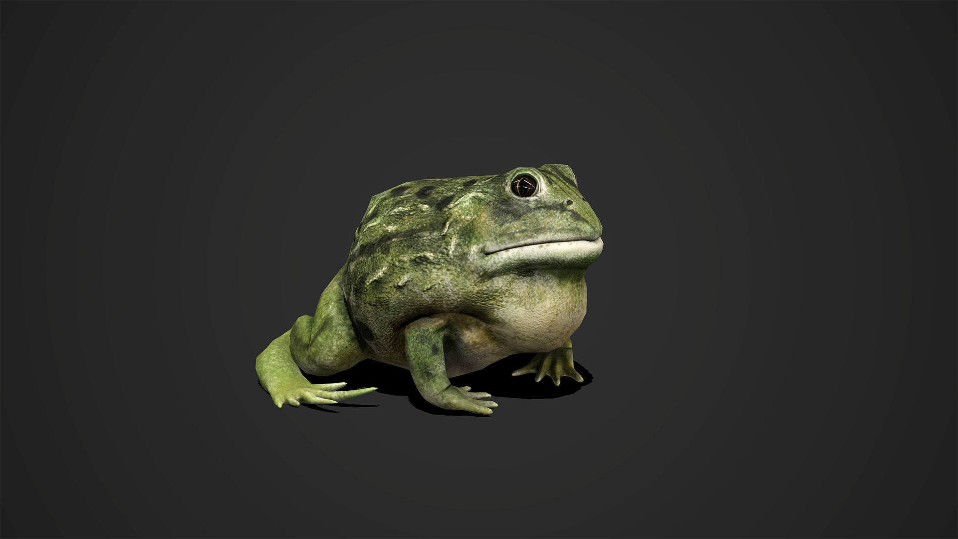 Pixie Frog - Game Ready Low-poly 3D model_5