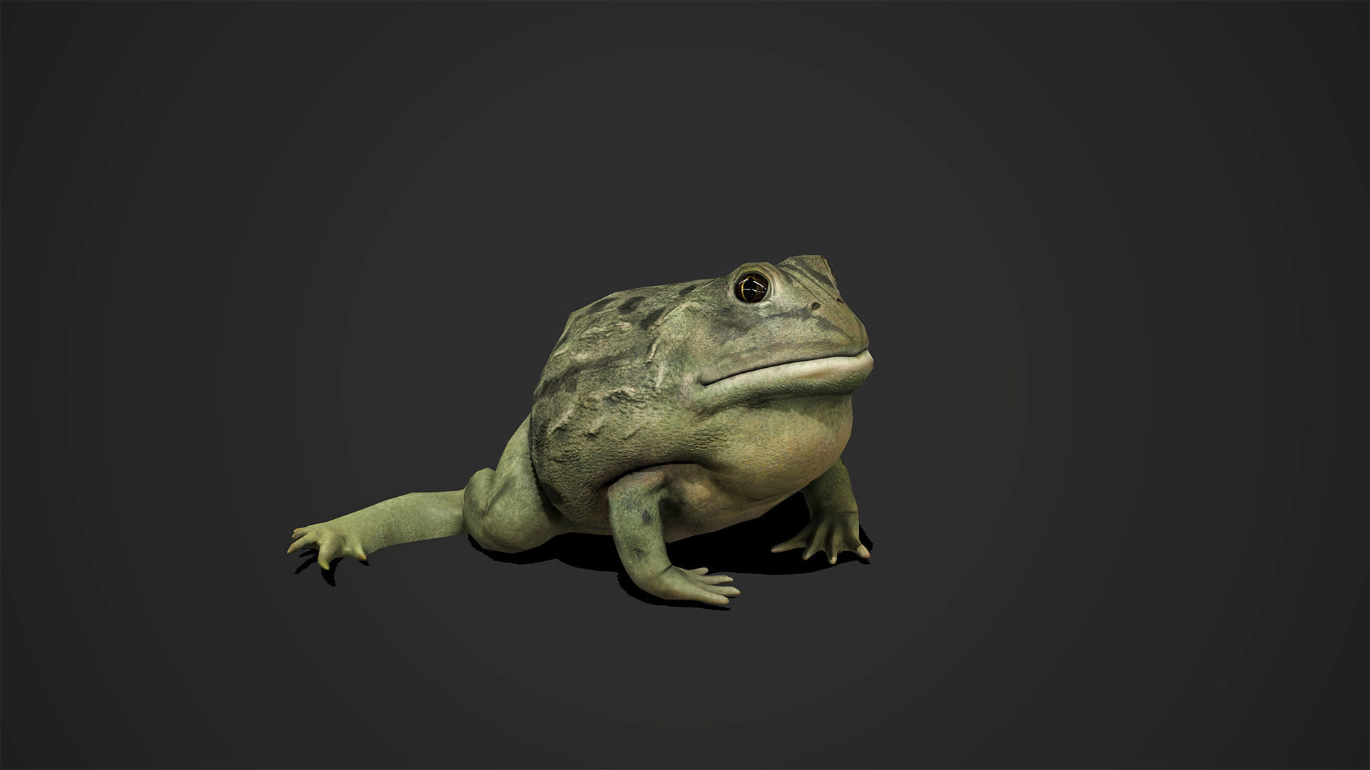 Pixie Frog - Game Ready Low-poly 3D model_4