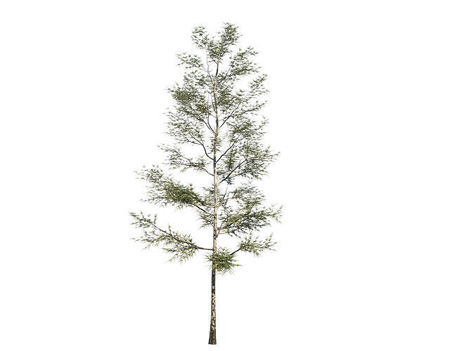 Deciduous tree 01 3D model