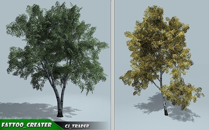 Tree European White Birch Collection Pack 3D Model Low-poly 3D model