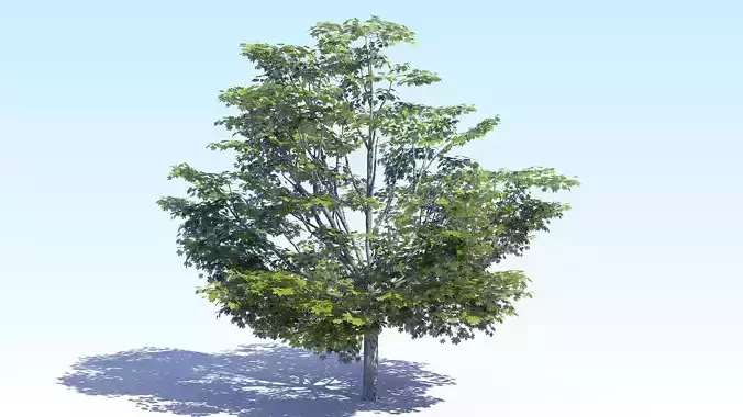 Maple Acer Tree 05 ArchViz 3D model