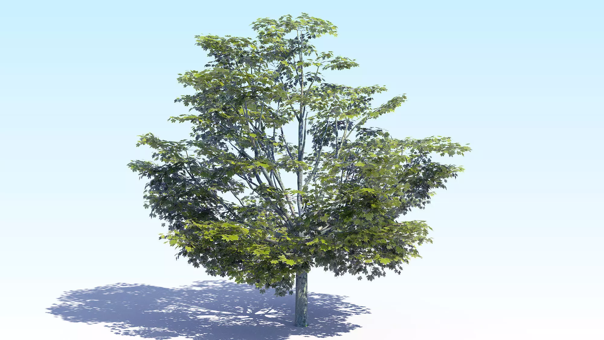Maple Acer Tree 05 ArchViz 3D model_0