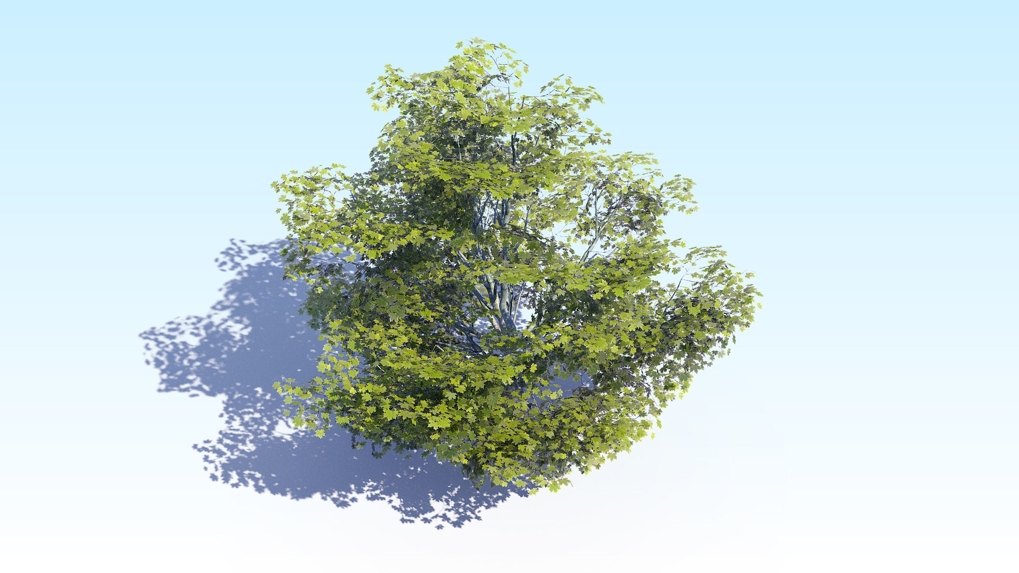 Maple Acer Tree 05 ArchViz 3D model_12